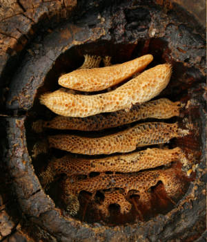 A hollow log hive reveals the details of circular comb architecture in honeybees.
